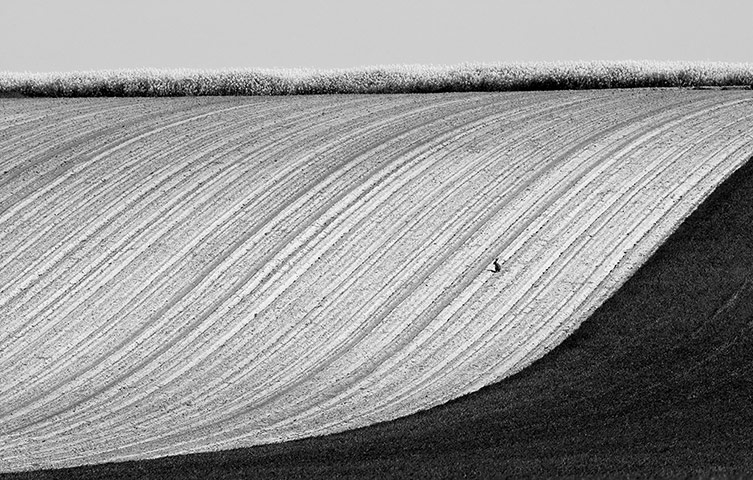 โอเลีย: กระต่ายในแนวนอน