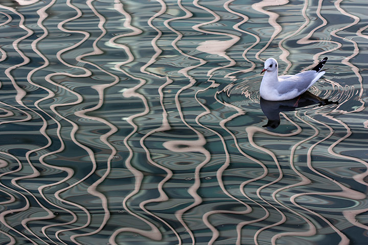 โอเลีย: เมืองนกนางนวล