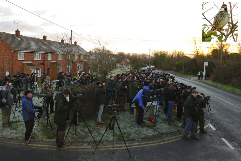 สเปนกระจอกดึงดูดฝูงชนของ birdwatchers ใน Calshot ใกล้เซาแธมป์ตัน 
