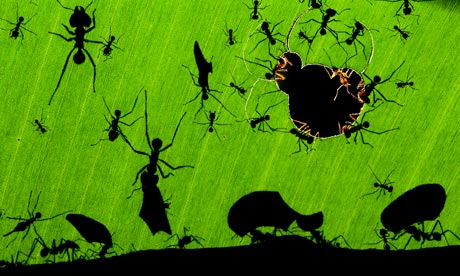 มหัศจรรย์ของมดโดย Bence ช่างภาพสิ่งแวดล้อมโอเลียจากปี 2010