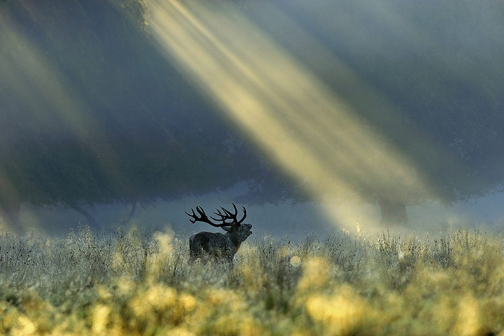 โอเลีย: โอเลีย Environnement ช่างภาพสัตว์ป่าแห่งปี 