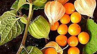 สตรอเบอรี่ดอย... เคพกูสเบอรี่ (Cape gooseberry)