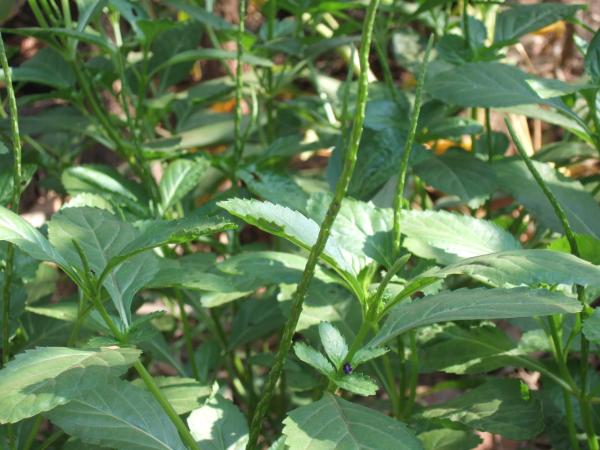 หญ้าหนวดเสือ,หญ้าหนวดแมว,หญ้าหนวดแมว