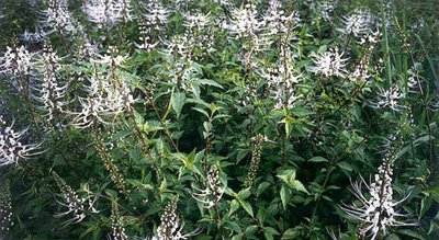 หญ้าหนวดแมว