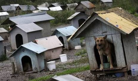 สลัมของสุนัขในประเทศบราซิล