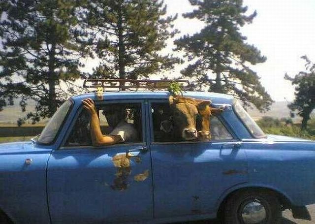 Welcome to Romania! (38 pics)