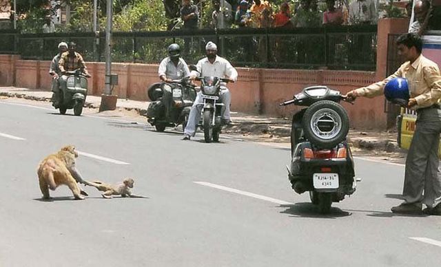 Only in India (72 pics)