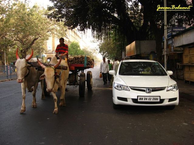 Only in India (72 pics)