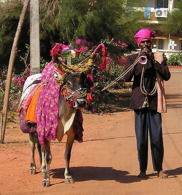 Only in India (72 pics)