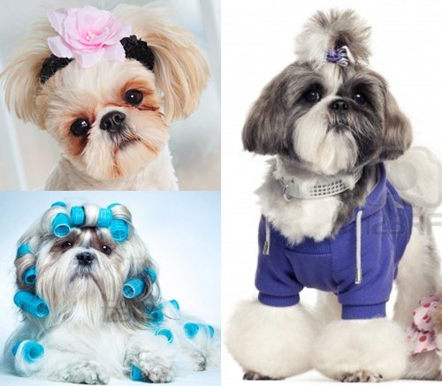 อัลบั้ม 101+ ภาพพื้นหลัง ทรง ผม หมา คมชัด