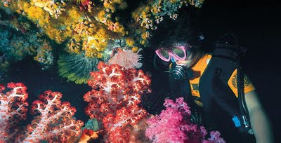 ปะการังอ่อนหลายสี ที่แสนงดงาม