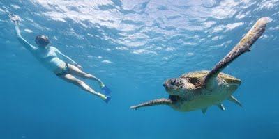 เต่าทะเลเขียว(Green sea turtle)