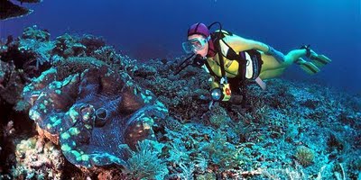 หอยมือเสือ หอยที่ใหญ่ที่สุดในโลก