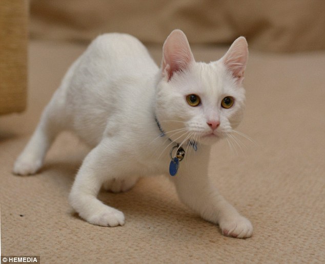 Resourceful: ผู้ดูแลอุปถัมภ์ฮาร์วีย์กล่าวว่าสภาพหายากลูกแมวก็ไม่ได้ช้าลง