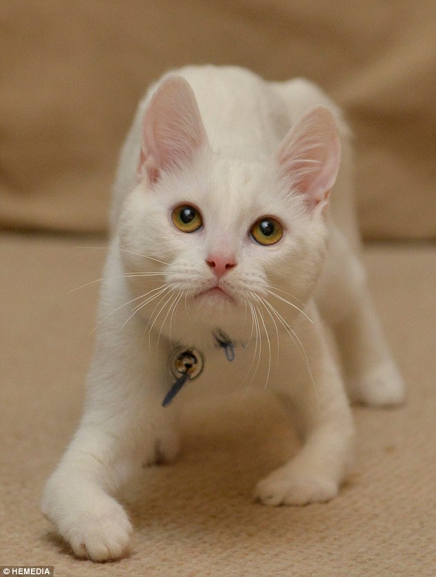 โหดร้าย: ลูกแมวที่ทนทุกข์ทรมานกับ agenesis รัศมีได้รับการจดทะเบียนสำหรับการขายบนเว็บไซต์ของ Gumtree การโฆษณาโดยอดีตเจ้าของอันโหดร้าย 