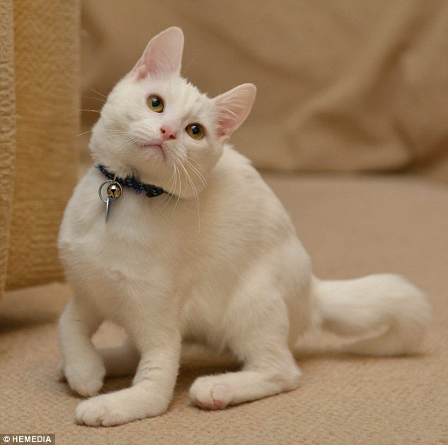 'สิ่งเล็ก ๆ น่ารัก': ฮาร์วีย์จะถูกมองหลังโดย Liz McCulloch ที่ได้รับการอุปถัมภ์แมว 25 ปี