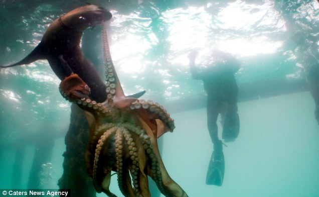 นายเดวิสันกล่าวว่าตราประทับแล้วมีมือบนและปลาหมึกดูเหมือนมันตะลึงขณะที่มีหมึกในน้ำมันก็ไม่ได้เปลี่ยนสีและมีการเคลื่อนไหวน้อยมากจากมัน