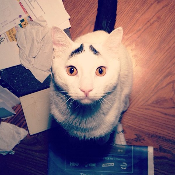 Sam The Cat With Eyebrows (3)