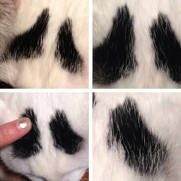 Sam The Cat With Eyebrows (4)