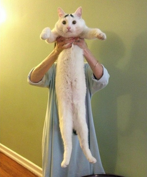 Sam The Cat With Eyebrows (5)