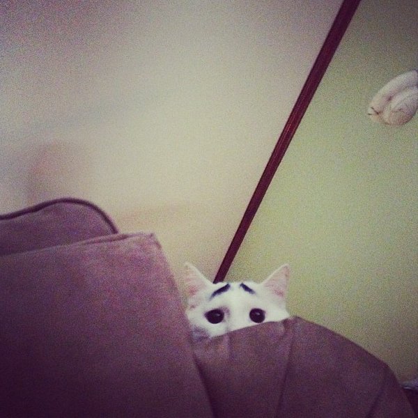 Sam The Cat With Eyebrows (6)
