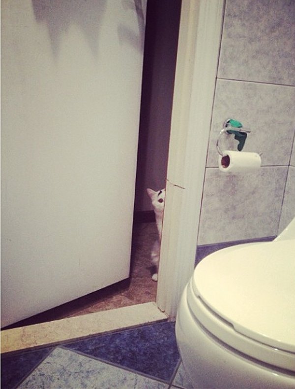 Sam The Cat With Eyebrows (7)