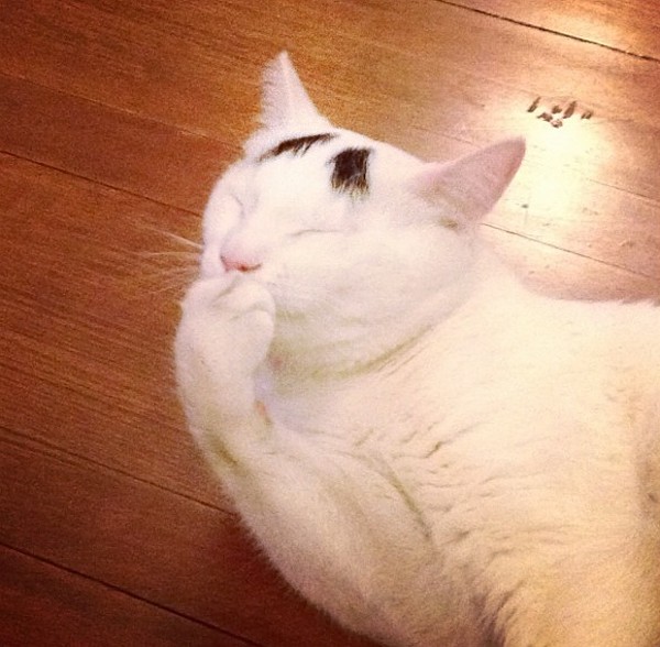 Sam The Cat With Eyebrows (8)