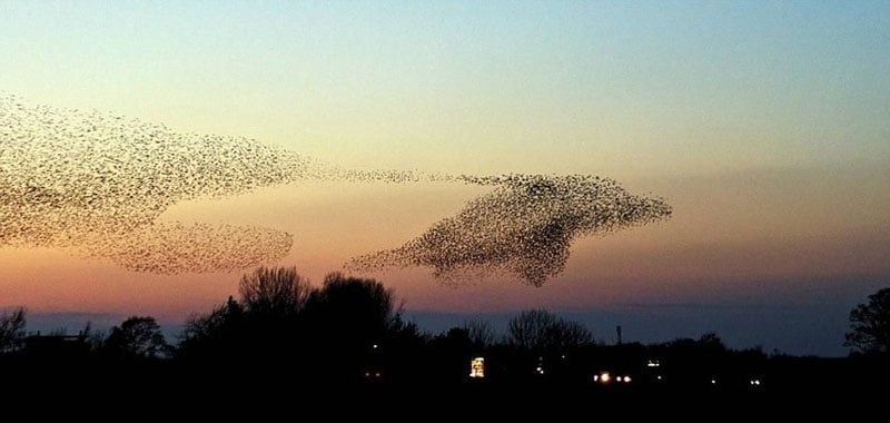 dolphin bird murmuration perfect timing