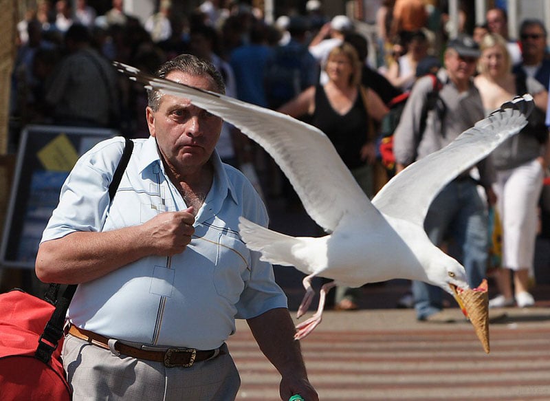 seagull takes ice cream perfect timing