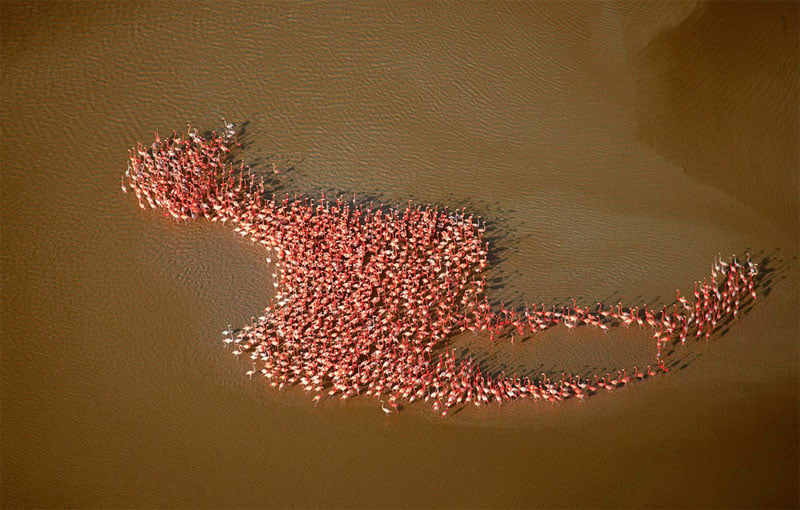 meta flamingo perfect timing