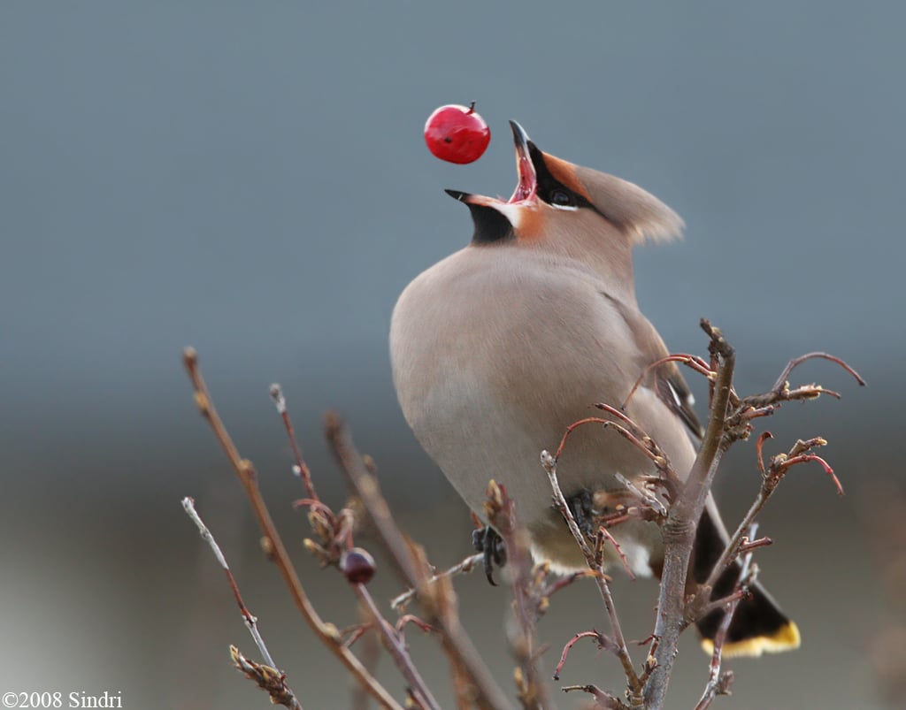 Bohemian-Waxwing (Silkitoppa)-3-E