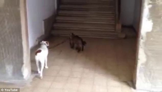 ในวิดีโอที่อัพโหลดโดย Dafna kopelis นี้ใน YouTube, แมวหยิบขึ้นมาบังคับสุนัขของและเดินกลับบ้านด้วยความช่วยเหลือของบาง meows เกลี้ยกล่อม