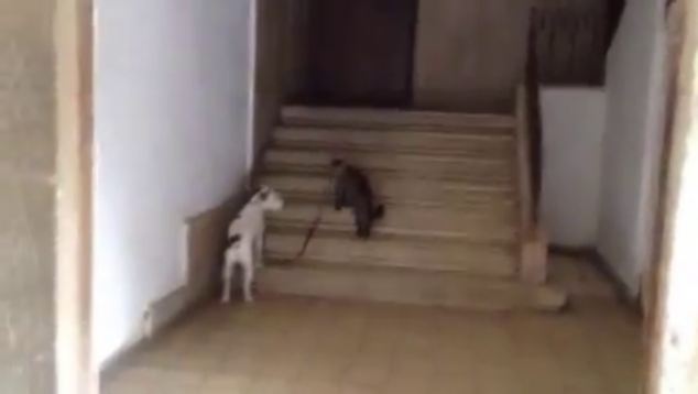 ในวิดีโอที่อัพโหลดโดย Dafna kopelis นี้ใน YouTube, แมวหยิบขึ้นมาบังคับสุนัขของและเดินกลับบ้านด้วยความช่วยเหลือของบาง meows เกลี้ยกล่อม