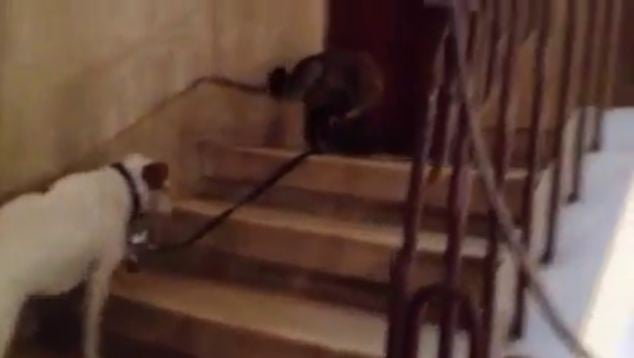 ในวิดีโอที่อัพโหลดโดย Dafna kopelis นี้ใน YouTube, แมวหยิบขึ้นมาบังคับสุนัขของและเดินกลับบ้านด้วยความช่วยเหลือของบาง meows เกลี้ยกล่อม