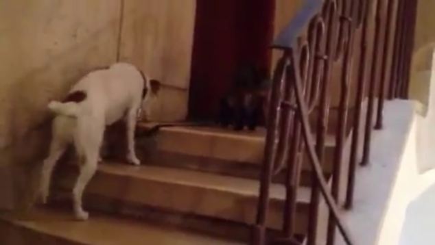 ในวิดีโอที่อัพโหลดโดย Dafna kopelis นี้ใน YouTube, แมวหยิบขึ้นมาบังคับสุนัขของและเดินกลับบ้านด้วยความช่วยเหลือของบาง meows เกลี้ยกล่อม