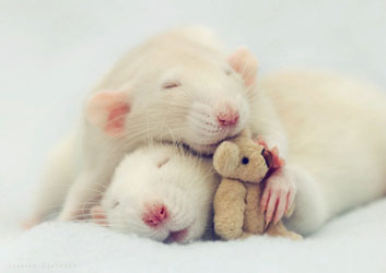 mouse,cute,mice,sleep,teddy,bear,white-8b6b5884741e30255a330275095f7720_h
