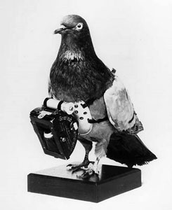 carrier-pigeon