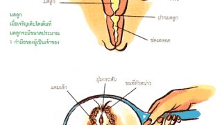 รู้จัก...น้องจิ๋ม จิมิ๊ของสาวๆ