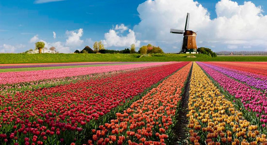 netherland-holland2