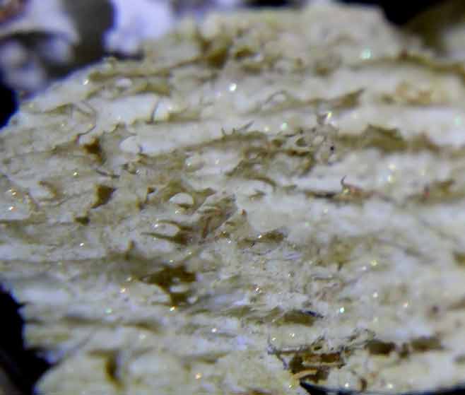 อัฐิธาตุหลวงตามหาบัว