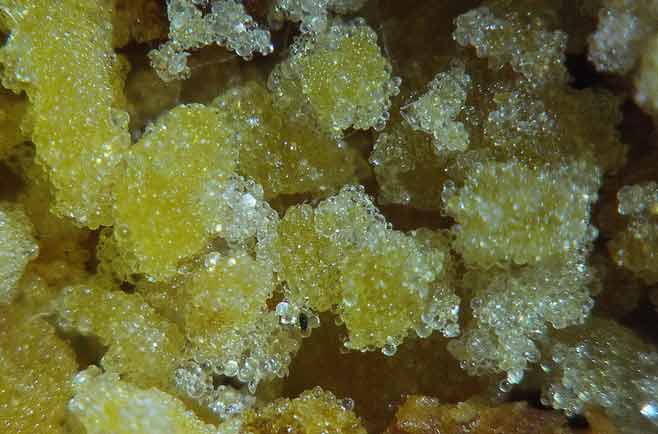 พระบุพโพธาตุ(น้ำเหลือง)