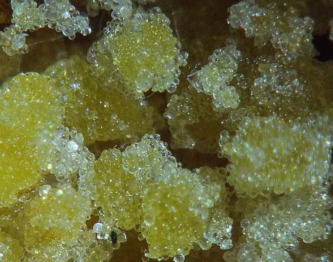 พระบุพโพธาตุ(น้ำเหลือง)