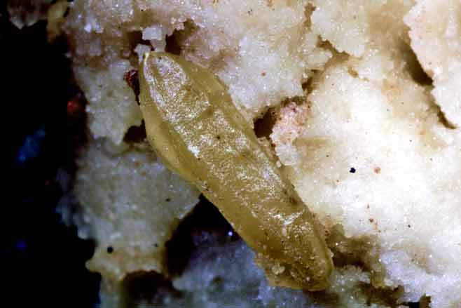 พระธาตุข้าวก้นบาตรหลวงตามหาบัว