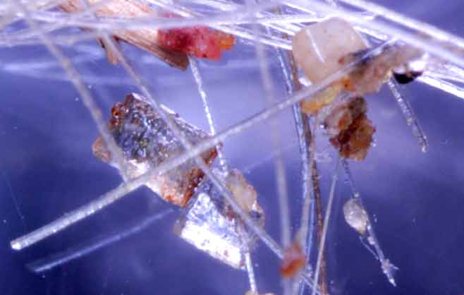 พระธาตุจากเกศาหลวงตามหาบัว