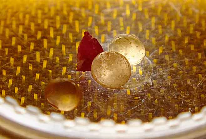 ปุบโพ-โลหิตของหลวงตา