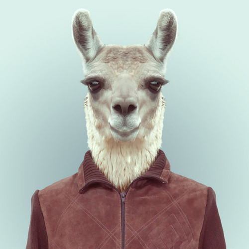 tumblr_mjcu25XAL21s7aky5o1_500