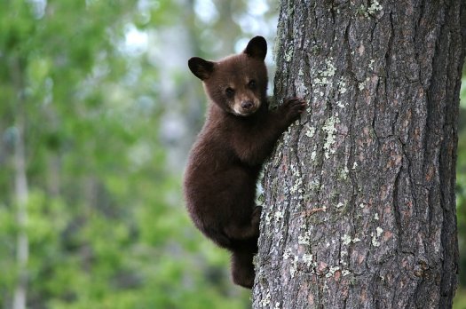 bearcub