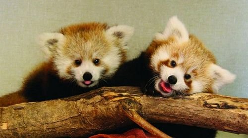 redpanda