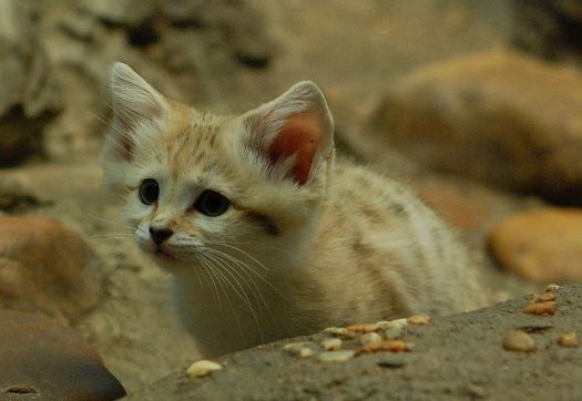 sandcat