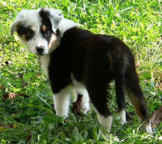 bordercollie